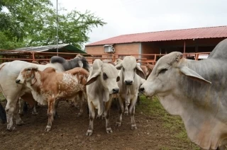 seguimiento a acciones en contra del abigeato, fue uno de los compromisos del Concejo de Yopal, en debate para buscar estrategías para controlar el continuo robo de ganado en esa localidad.